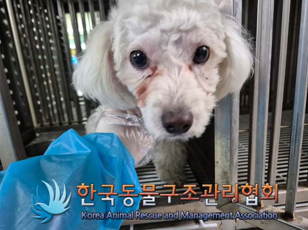 한국동물구조관리협회_441406202500025
